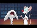 Pinky and the Brain Swearing 