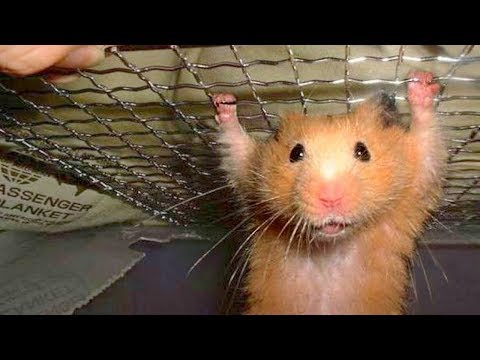 Compilation drôle de hamster