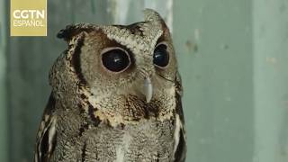 Voluntarios en Fujian han rescatado más de 500 mochuelos de collar en los últimos 20 años