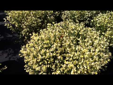 Cytisus Moonlight