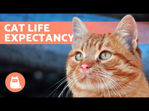 HOW LONG DO CATS LIVE? 🐱 (Life Expectancy of Domestic and Feral Cats)