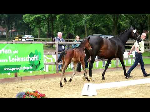 Stutfohlen von Iron x Dante Weltino