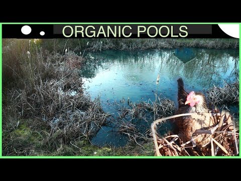 Ridiculously Cloudy Organic Pool Water - is this a problem?