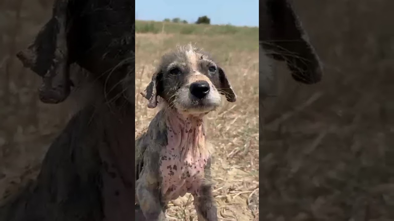 Sofia video