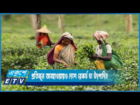প্রতিকূল আবহাওয়ায়ও দেশে রেকর্ড চা উৎপাদিত হয়েছে | ETV News