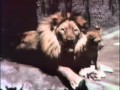 Classic Sesame Street Film A Song About Animal Babies