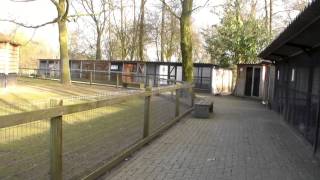preview picture of video 'De Schouw 2 kinderboerderij Zutphen'