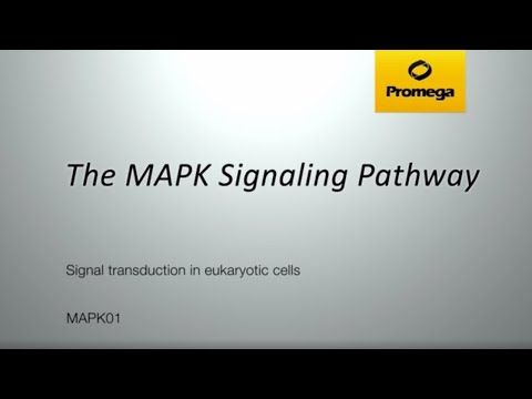 The MAPK Signaling Pathway