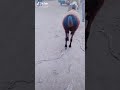 What Kind Of Sheep With Ass Like This