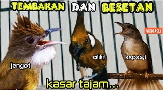 Download lagu TEMBAKAN DAN BESETAN KASAR TAJAM || jenggot vs cililin vs kapas tembak mp3