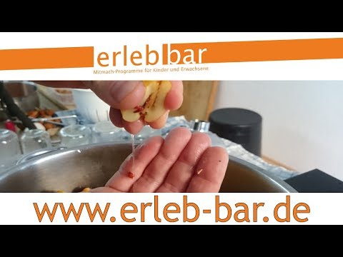 Kleines ABC der Erntehilfen – Zierquitten ernten, verduften und gelieren