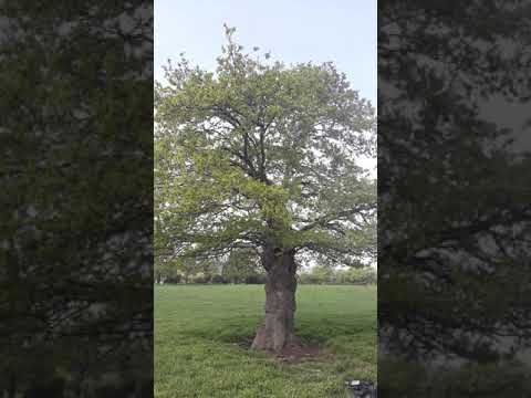 イングリッシュオーク 植物