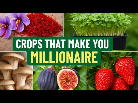 Top High Profit Crops That Can Make You a Millionaire