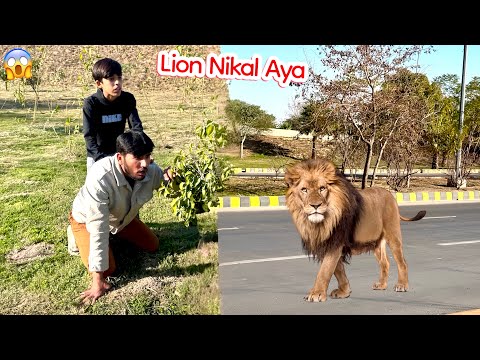 LAHORE MAIN ROAD PHR LION 🦁 AA GYA 😱