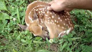 Baby deer in my yard. "Are you ok?' Read info.