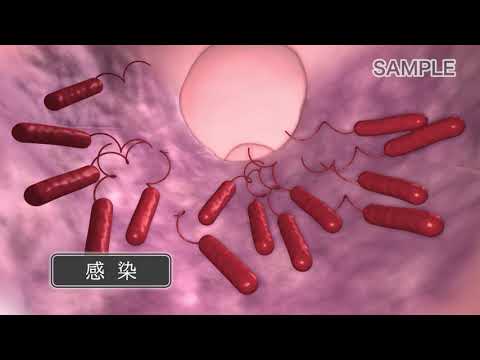 真菌について詳しく解説