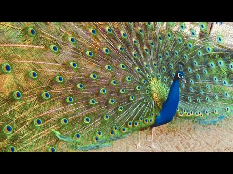 クジャクホイールシダ