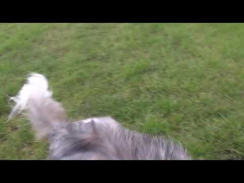 dogs ge ger 2020 xxxxxxxxxx