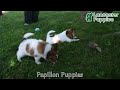 Papillon dogs for sale: Bailey - Video 1