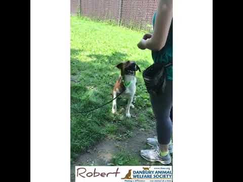 Robert, an adopted Hound Mix in Danbury, CT_image-1