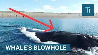 What&#39;s Actually Inside A Whale&#39;s Blowhole