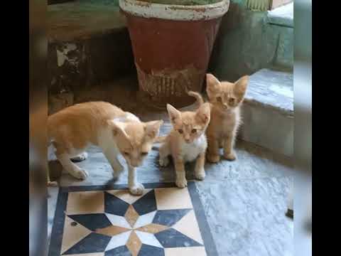 Amazing 👌 aneela's life style