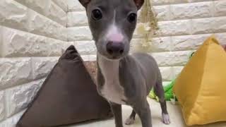 イタリアングレーハウンドの動画01