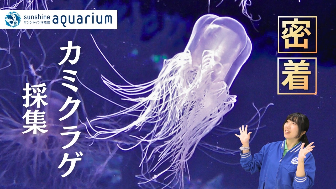 【密着】春を告げるカミクラゲ‼ 採集から展示までをダイジェストでお届け！【サンシャイン水族館】