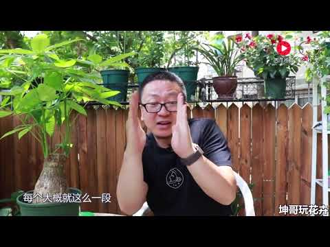 發財樹葉子變黃