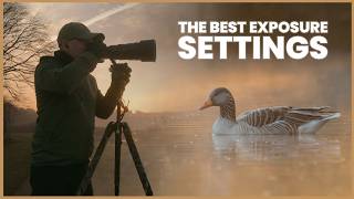 Never Lose Another Bird Shot to Bad Exposure | Peter Dam