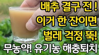 배추 결구 전 이거 한잔이면 벌레 걱정 끝! 무농약 유기농 해충퇴치!