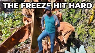 22°F Freeze in Florida Destroyed My Garden