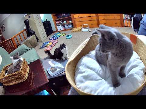 Aggiornamento su Paulie, animali domestici e grattini sulla pancia