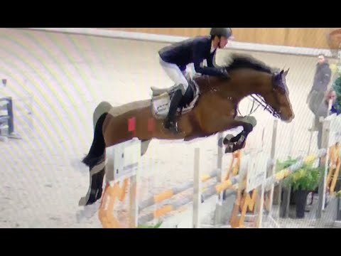 Nino Ice (2013) Numero Uno x Int. showjumping mare Annina Z