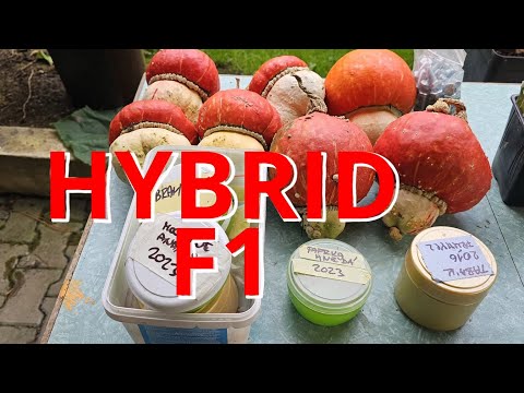 , title : 'HYBRIDY, F1 jak ne semenařit #seed #hybrid'