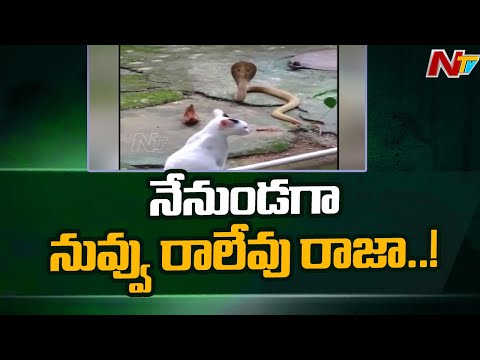 Pet Cat Stands Guard, Prevents Cobra From Entering A House : Viral Video | NTV