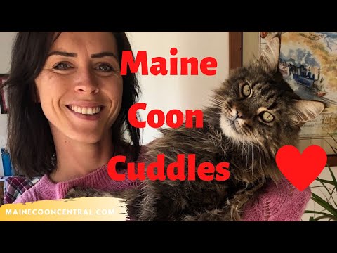 Maine Coon Cuddle: Life With A Maine Coon