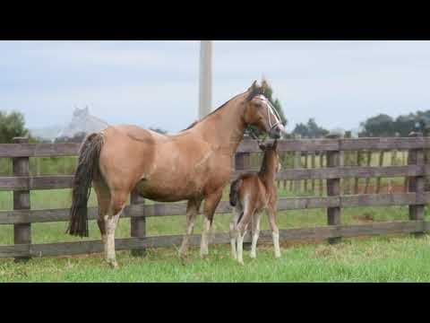 Lote 05 LA CASTELLANA LINDA FLOR