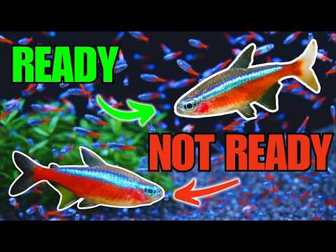 SUCCESS! Cardinal Tetra Breeding: EGGS and FRY Development! Spawning Paracheirodon axelrodi