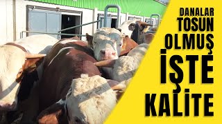DANALAR TOSUN OLMUŞ İŞTE KALİTE