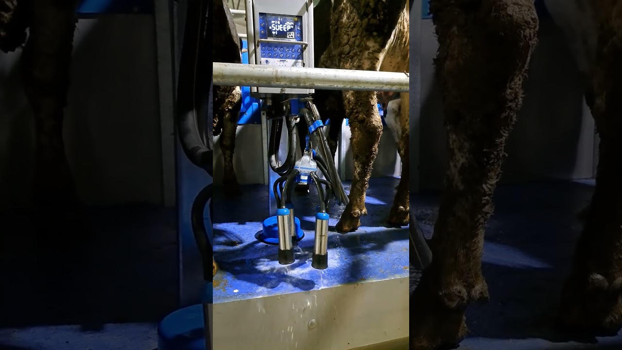 Доильный зал DairyMaster с новой программой