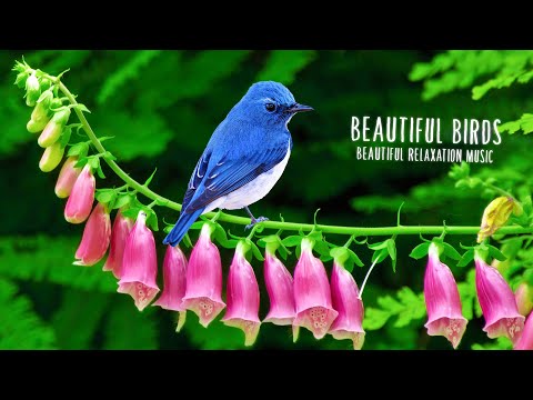 лечебная музыка для сердца и нервной. глубокий сон и релакс. лечебная музыка для сердца и нервной. музыка нервоуспокаивающий. музыка успокаивающая нервы.