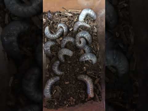 カブトムシとコガネムシの幼虫の見分け方は？両者の 5 つの違い + 写真とビデオ  庭園