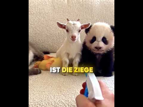 Tiere reagieren auf Spray 😳