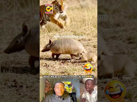 Moment She Did This In Animal Kingdom #trending #funny #shorts #comedy #subscribe #foryou