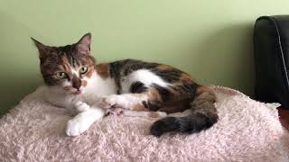 Cat grooming 三毛猫はきれい好き