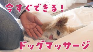 【びわ湖わんにゃんマルシェ】わんにゃんとハッピーライフをおくるコツ 「ドッグマッサージ」～さわり方の基本編～