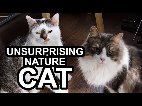 Unsurprising Nature presents: "Felis Catus" (Short)