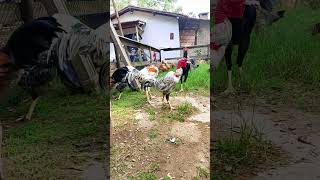 ooooooo frangaiada boa! #shorts