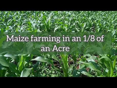 Facts of Hass Avocado Market Kenyan chapter